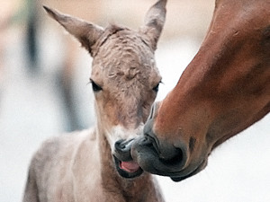 Бэби-бум в столичном зоопарке: у пары лошадей Пржевальского родился жеребенок
