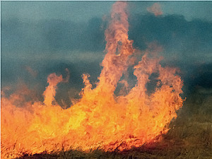 Близ Запорожья сгорело полторы сотни гектаров стерни