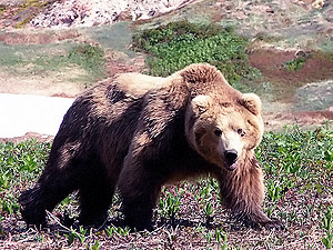В киевском зоопарке решили усыпить медведя Соломона