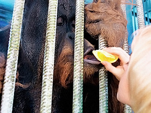 В жару обезьян в киевском зоопарке поят чаем и компотами
