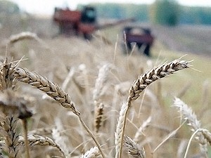 Жара вызовет инфляцию