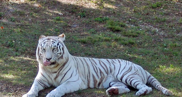 В Ялтинском зоопарке поселился бенгальский тигр