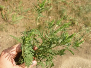 Крымчане задыхаются от сорняков 