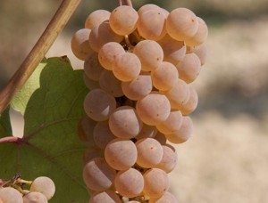 Небывалый зной «косит» крымские виноградники 
