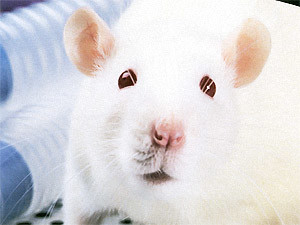 Среда, 18 августа, - день Белой Крысы 
