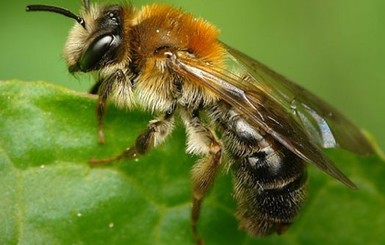 В Тернополе появится гигантская бронзовая пчела 