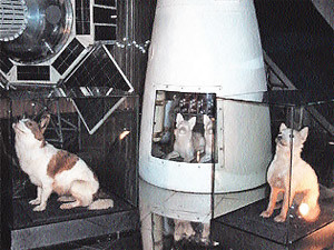 Белка и Стрелка - собаки с орбиты
