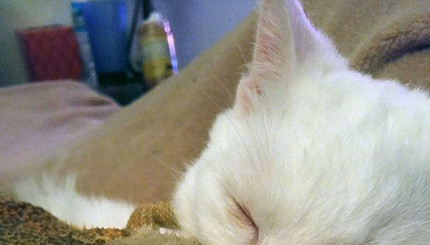 Интернет растрогала история дружбы котенка и ящерицы