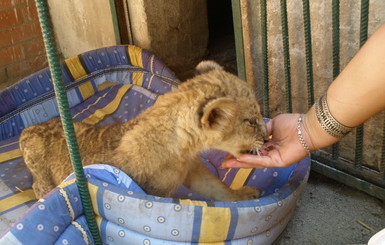 В Одесском зоопарке на конкурсе дали юной львице имя  Сури