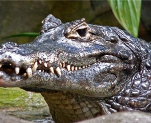 В Ялте крокодил оставил без пальцев трехлетнего малыша