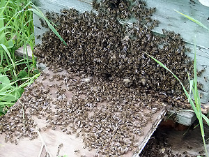 На Житомирщине погибли миллионы пчел