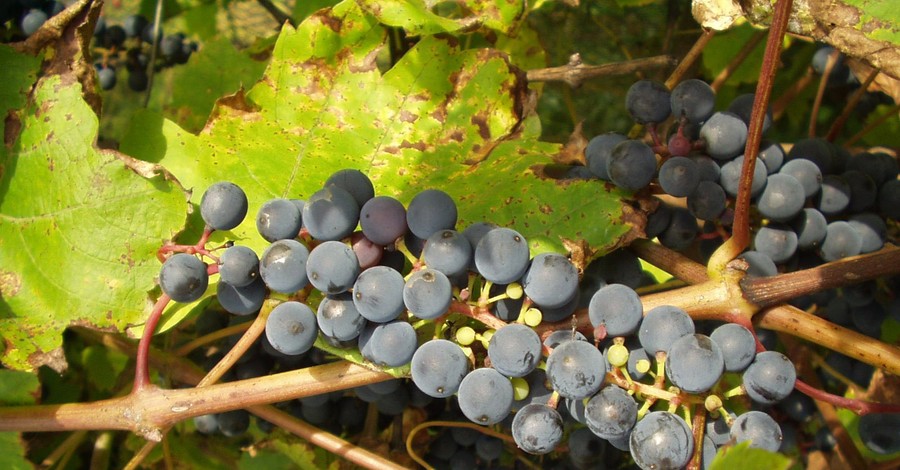 В Гурзуфе поймали двух виноградных воров