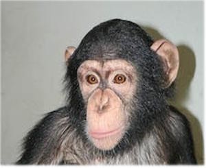В киевском зоопарке опять умер питомец: шимпанзе Джонни не продержался и неделю