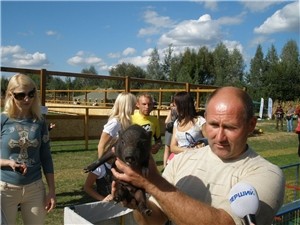 В украинских  поросячьих бегах победил самый маленький поросенок Вован-кабан