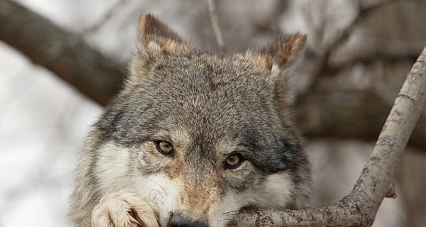 В Одесском зоопарке волки чуть не загрызли 6-летнюю девочку