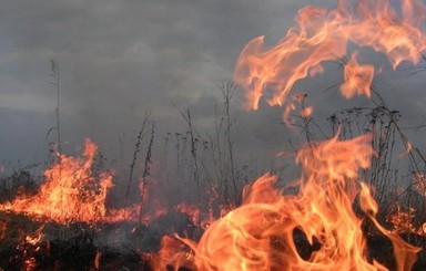  В центре Ялты едва не сгорела сосновая роща