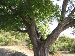 В Крыму приступают к лечению «ореха Никулина»