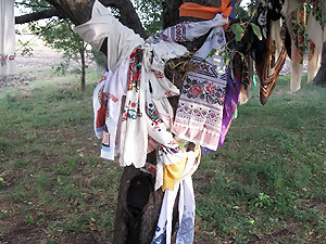В Полтавской области на срезе дерева люди увидели очередную Богородицу