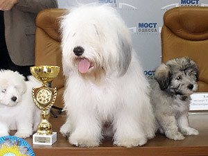 Выведенную в Одессе породу собак признали лучшей