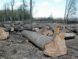 Вырубкой деревьев на Броварском проспекте займется прокуратура