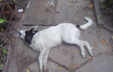 В Киеве неподалеку от Московской площади кто-то отравил 7 собак