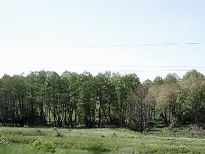 Киев возьмут в кольцо из деревьев