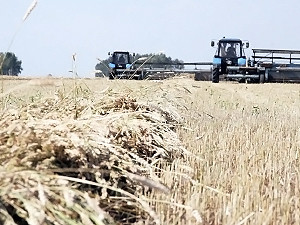 В этом году Украина хочет собрать 38 миллионов тонн зерна