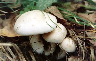 В Хмельницкой области сразу 13 жителей одного дома отравились грибами