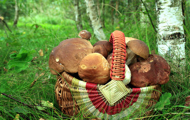В Закарпатской области грибников просят не терять голову в лесу