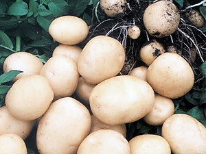 В Украине дефицита картошки нет, но цены на нее вырастут