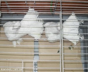 В Симферополе на выставке голубей представят породы, которые выводили двадцать лет 
