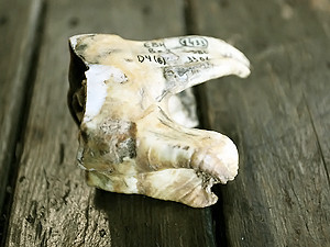 В Крыму откопали зуб древнего носорога