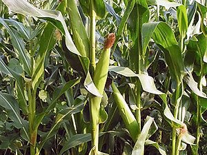 За украденную кукурузу – 150 часов общественных работ