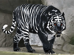 Вторник, 19 октября, - день Черного Тигра