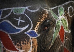 Весной в Киевский зоопарк привезут слона из Шри-Ланки