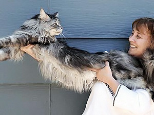 В книгу рекордов Гинесса занесли 123 сантиметрового кота