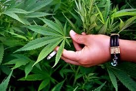 В Полтавской области поймали наркодиллера с 120 килограммами «травы» 