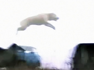 Собака из Черновцов прыгает с крыш, бегает по стенам и лазает по деревьям 