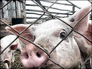На Кубани чрезвычайное положение: у местных свиней нашли африканскую чуму