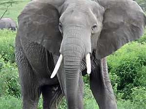 Через полгода в зоопарк приедет слон
