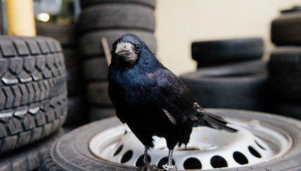 В Запорожье на шиномонтаже живет и работает ворона