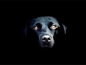 Понедельник, 8 ноября, - день Черной Собаки