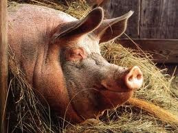 В России еще на двух фермах нашли африканскую чуму свиней