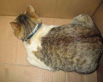 В Татарстане поймали кошку-наркодиллера 