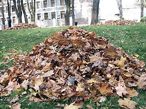 Из города вывезли три тысячи тонн опавших листьев