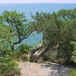 В Крыму нашли можжевельник возрастом две тысячи лет 