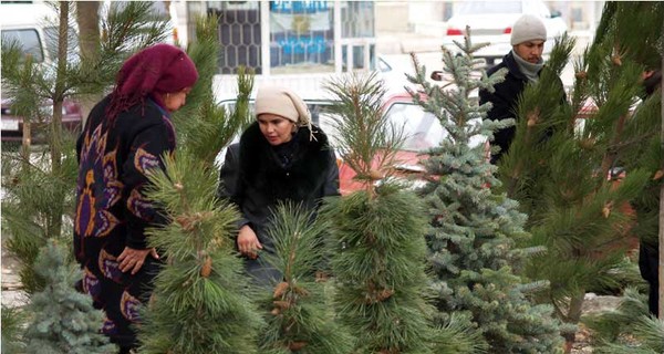 В лесу уже начали рубить елки к Новому году