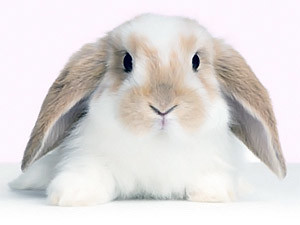 Четверг, 25 ноября, - день Желтого Кролика