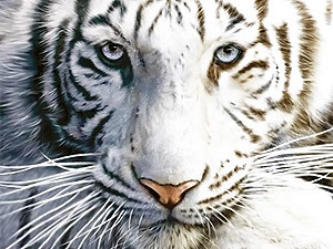 Понедельник, 6 декабря, - день Белого Тигра
