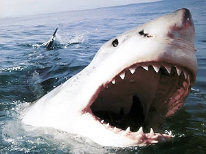 У египетской акулы-убийцы - новая жертва
